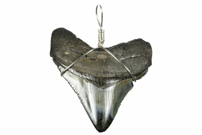 Fossil Megalodon Tooth Necklace #173814